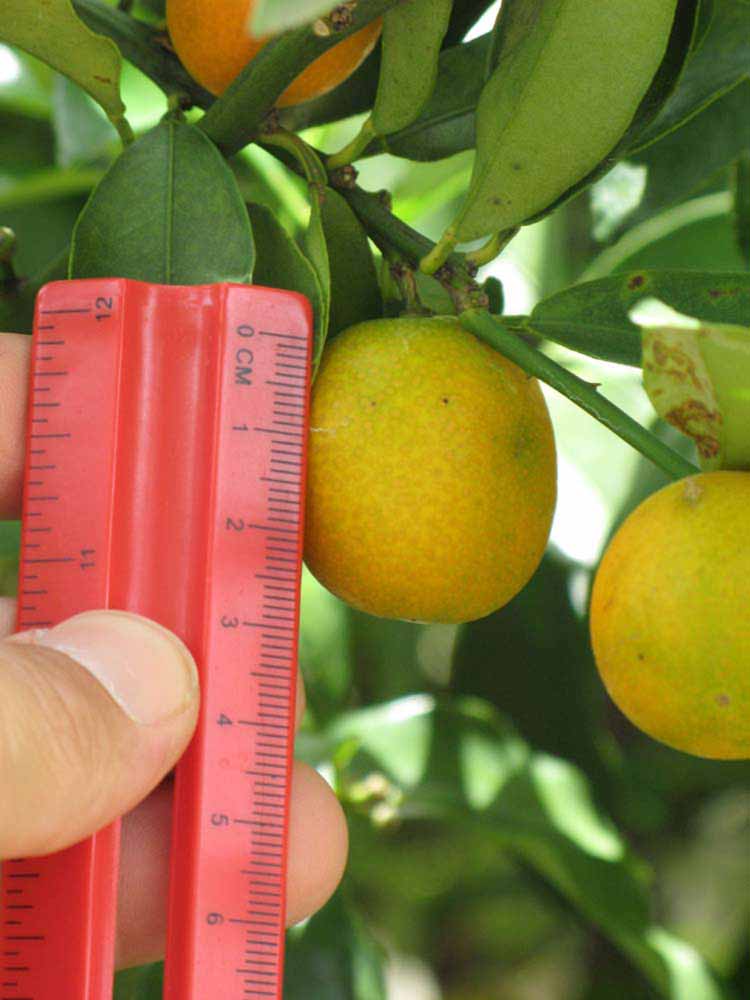            Fruit (Winter Haven, FL)   